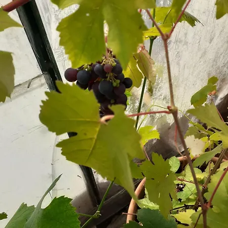 招待所 Grove House Country