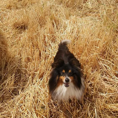 Affittacamere Grove House Country *