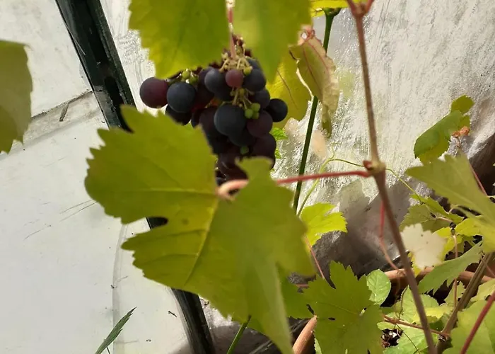 Pensión Grove House Country