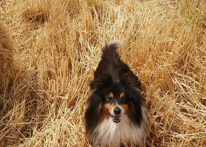 Pensión Grove House Country *